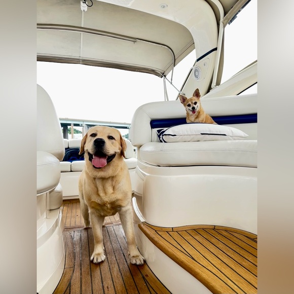 Meet your Posher, Indira - Picture 3 of 6